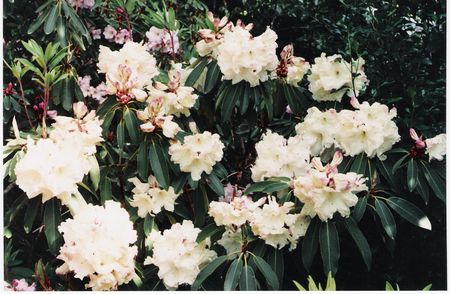 Rhodo Loderi Ilam Cream